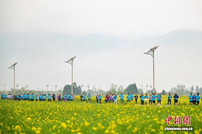 2026曲靖罗平花海马拉松吸引两万跑者畅游金色花